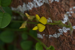 Crotalaria globosa